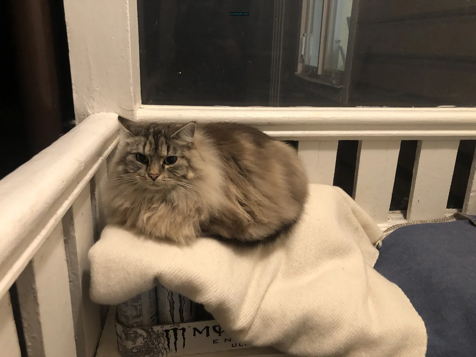 Kedi #3473