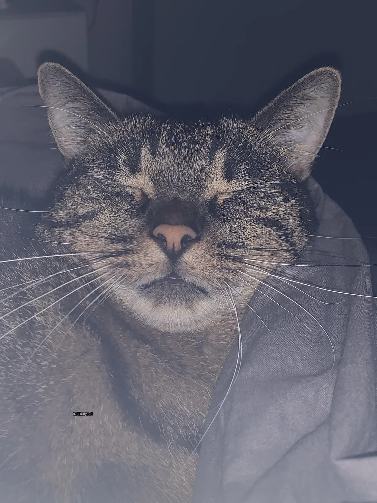 Kedi #3475