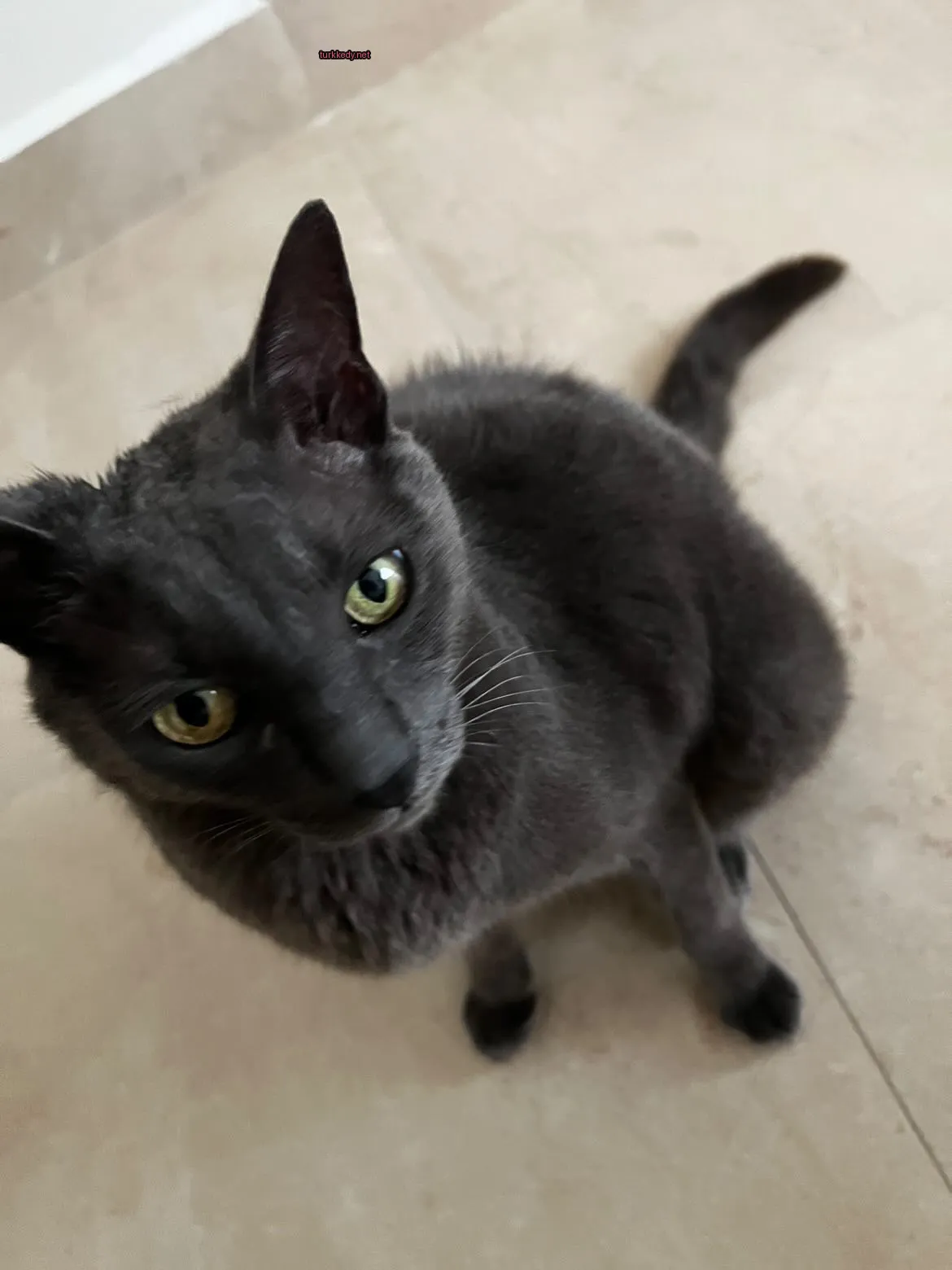 Kedi #3474