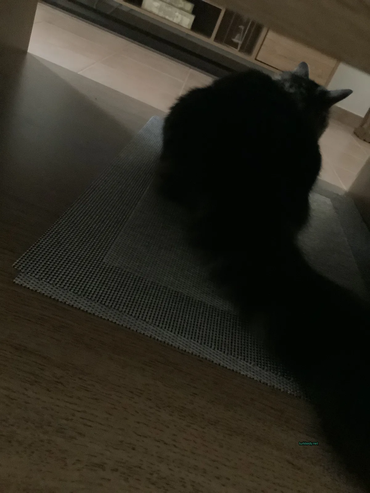 Kedi #3476