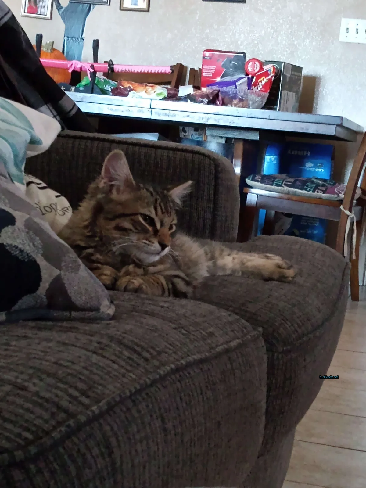 Kedi #3477