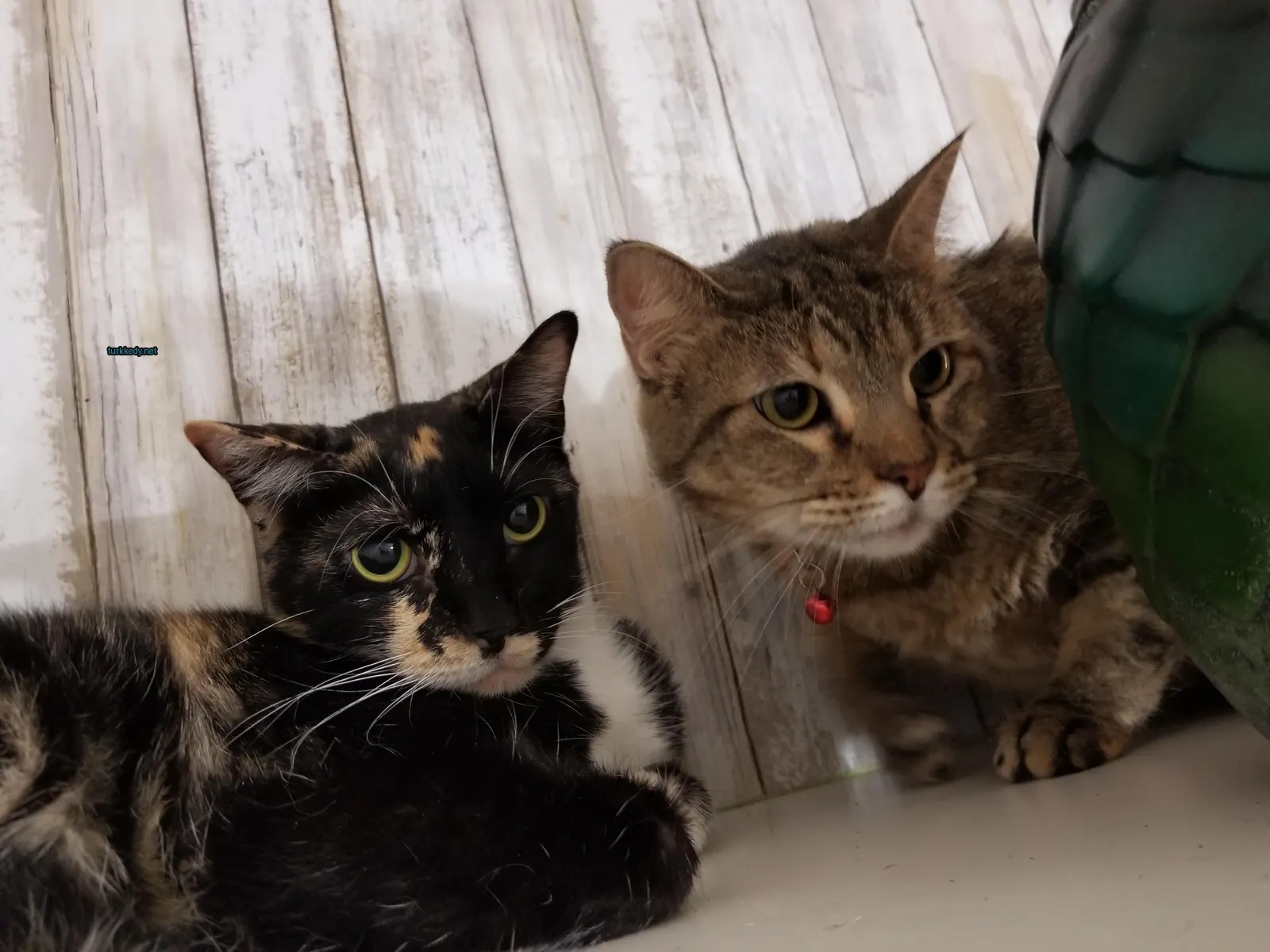 Kedi #3478