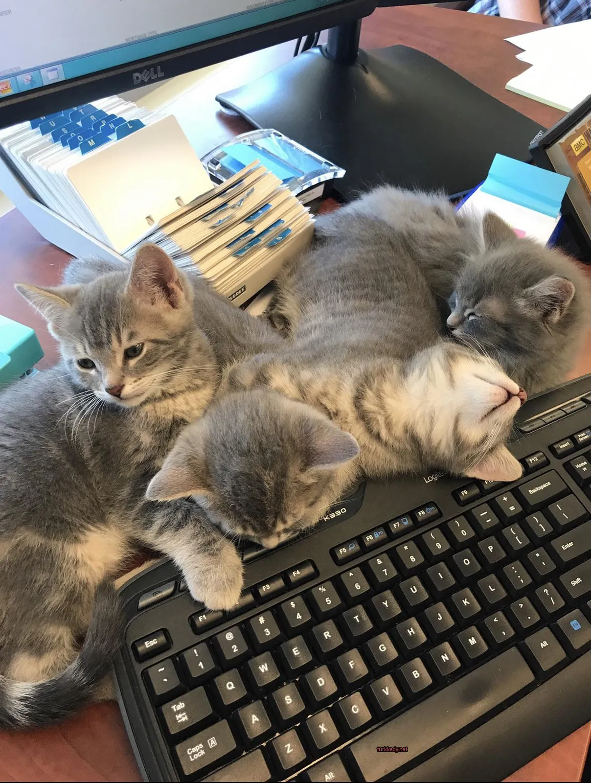 Kedi #3480