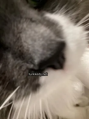 Kedi #3479