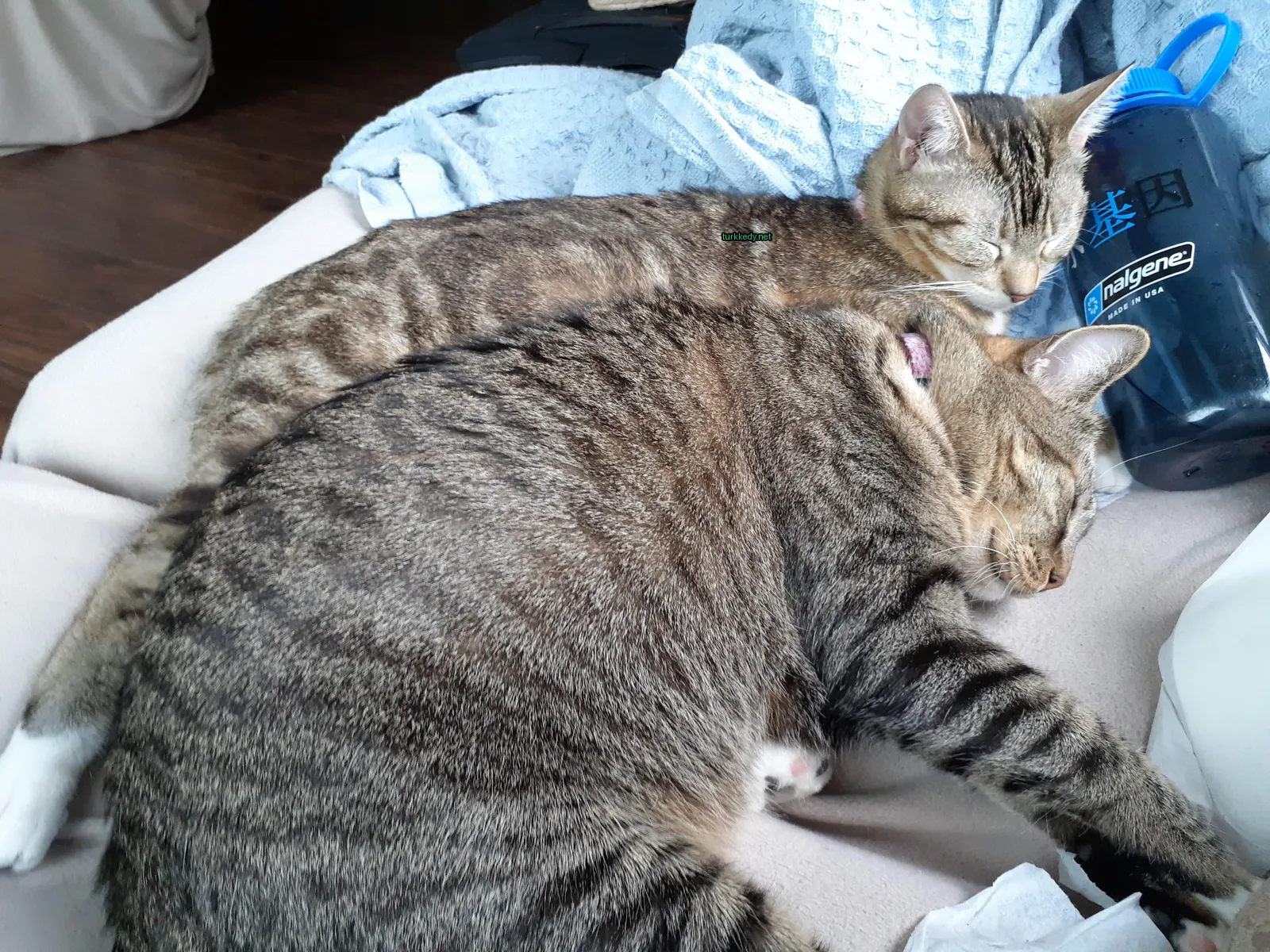 Kedi #3481