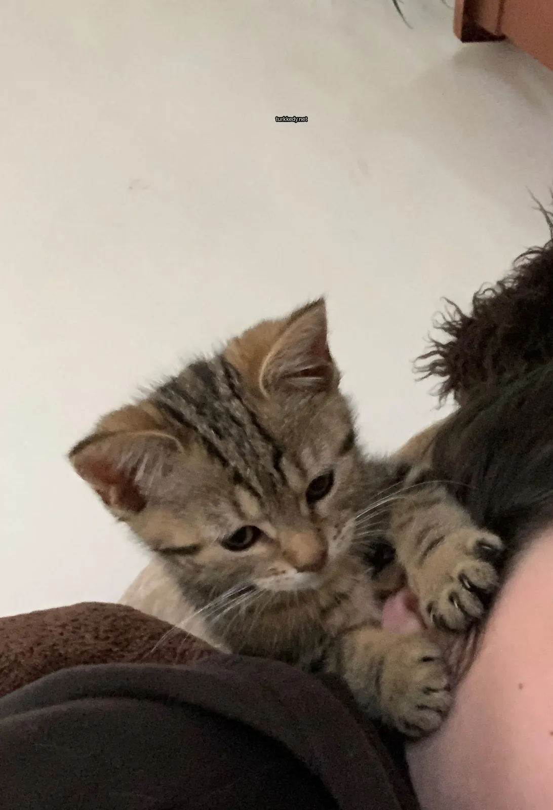 Kedi #3482