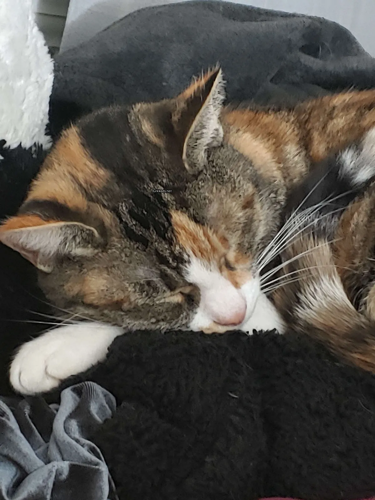 Kedi #3483