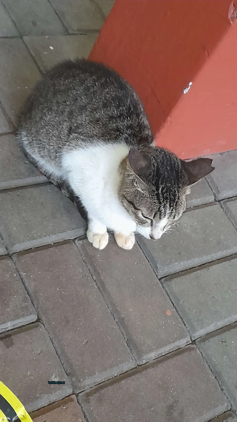 Kedi #3484