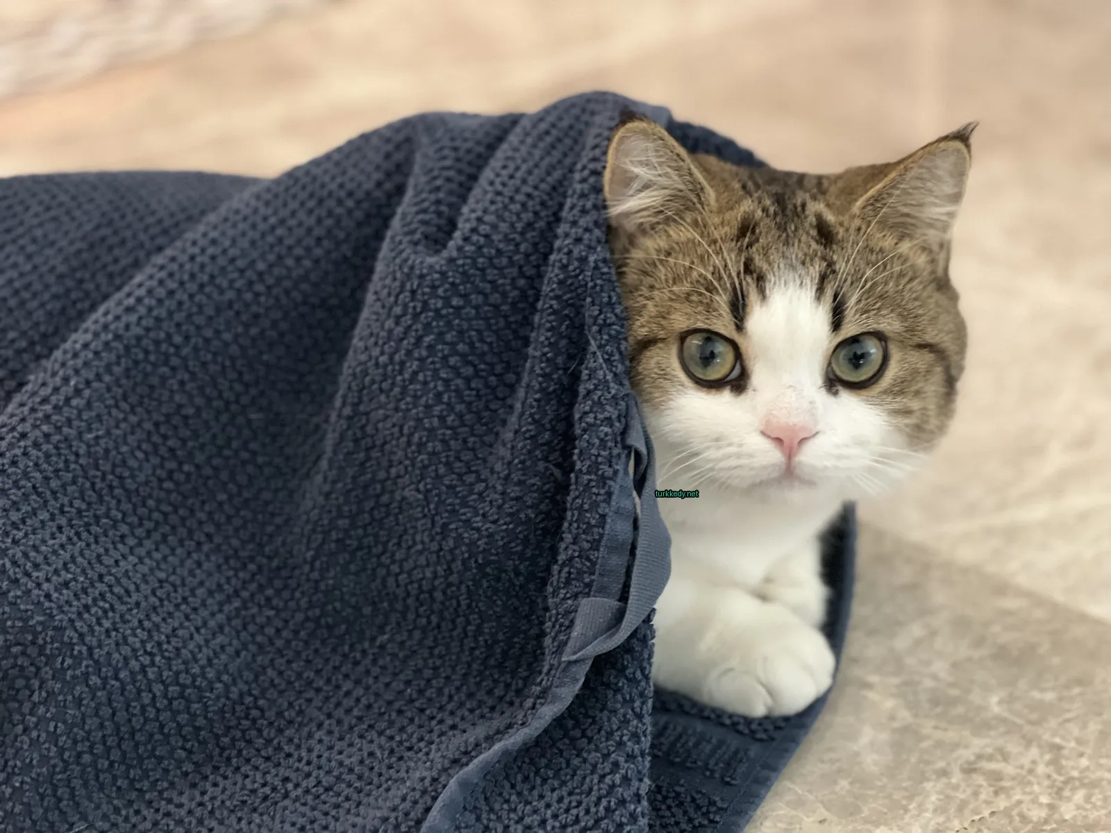 Kedi #3486