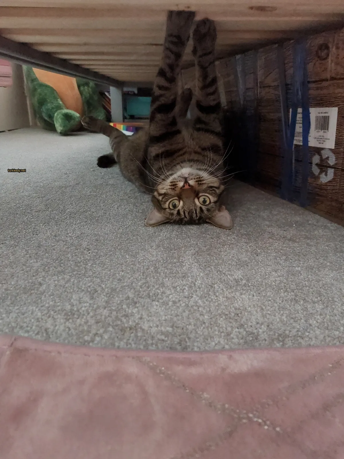 Kedi #3487