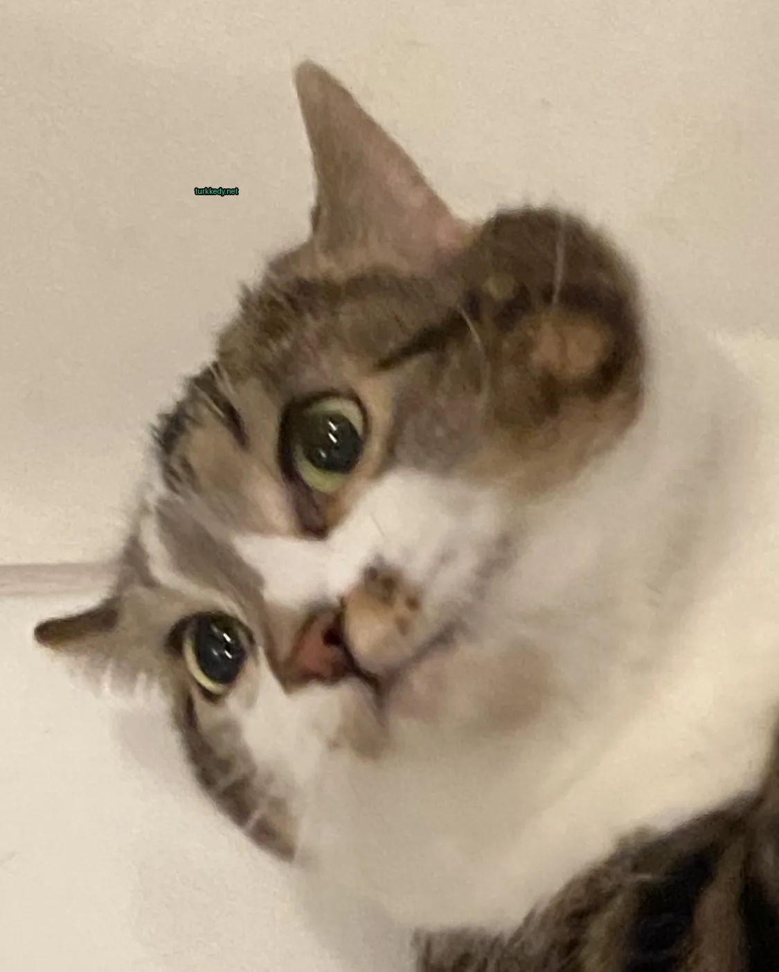 Kedi #3490