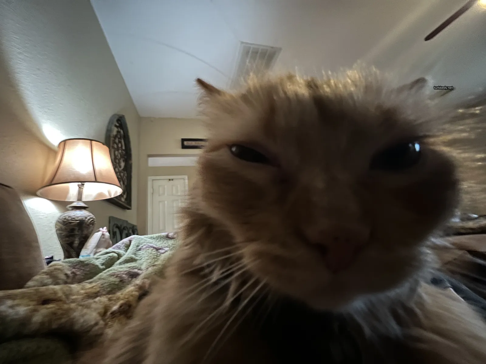 Kedi fotoğrafı #3489
