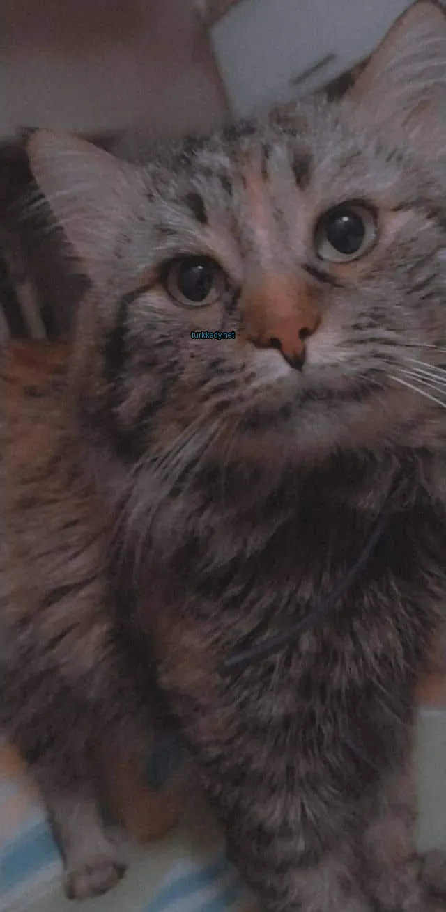 Kedi #3488