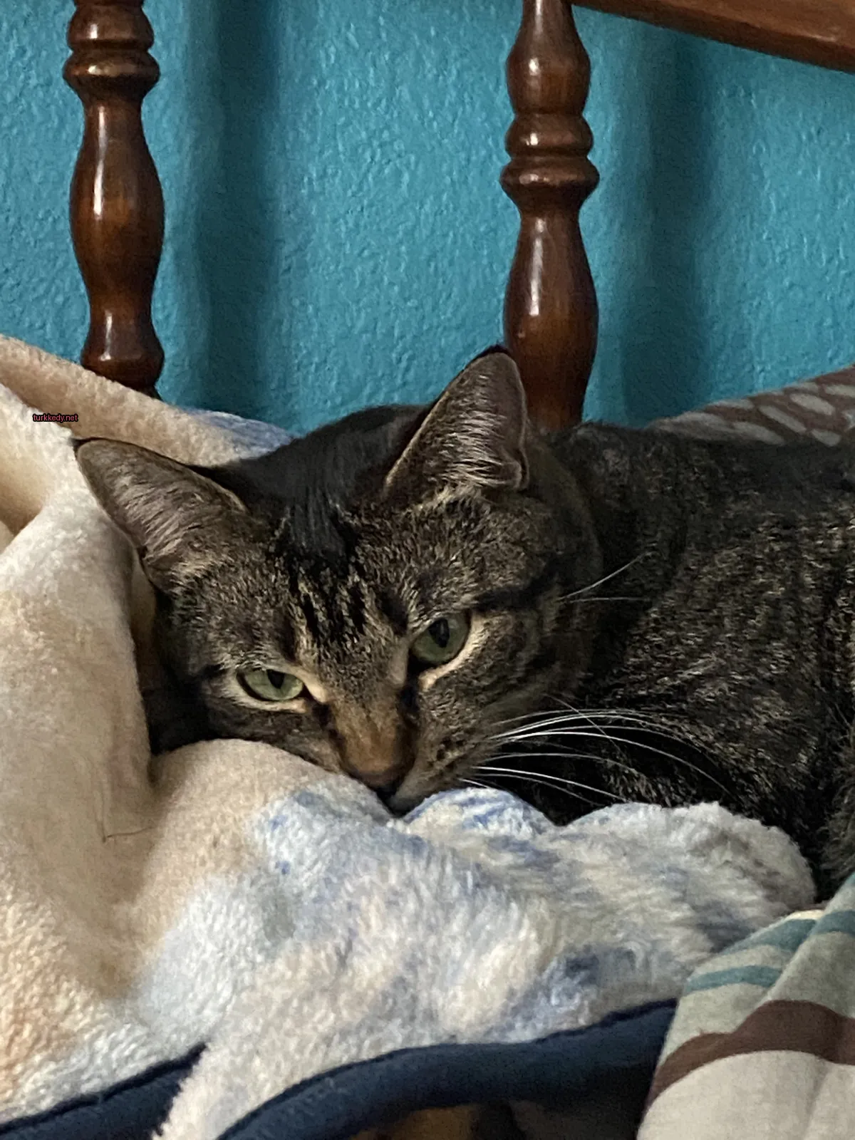 Kedi #3491