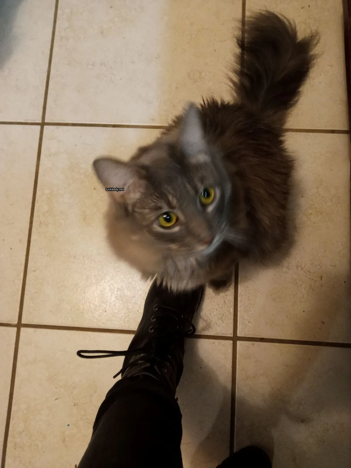 Kedi #3492