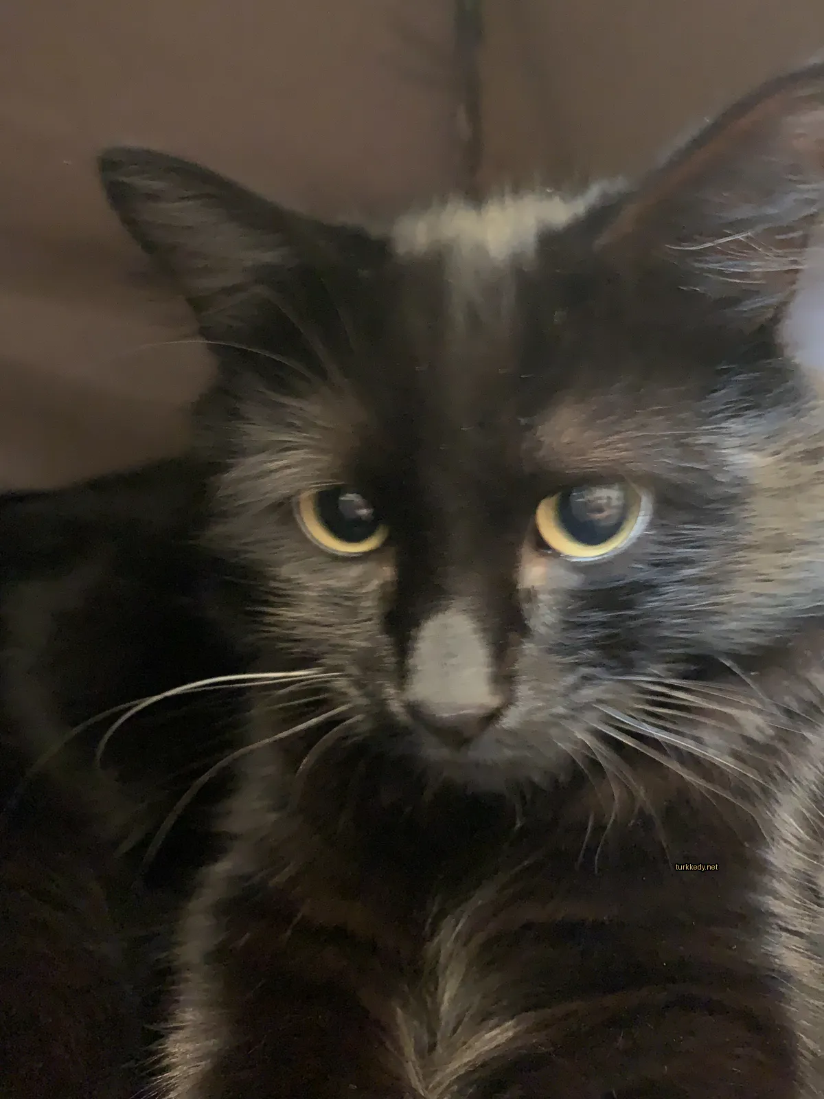 Kedi #3493