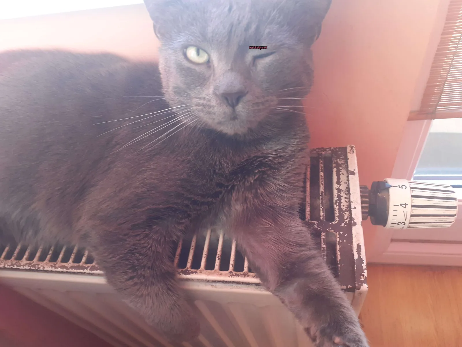 Kedi #3494