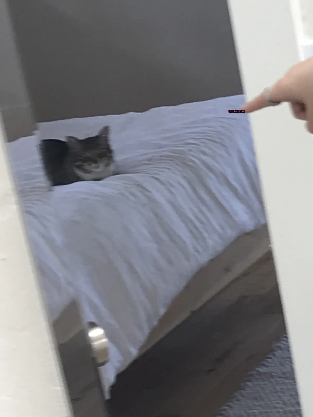 Kedi #3495
