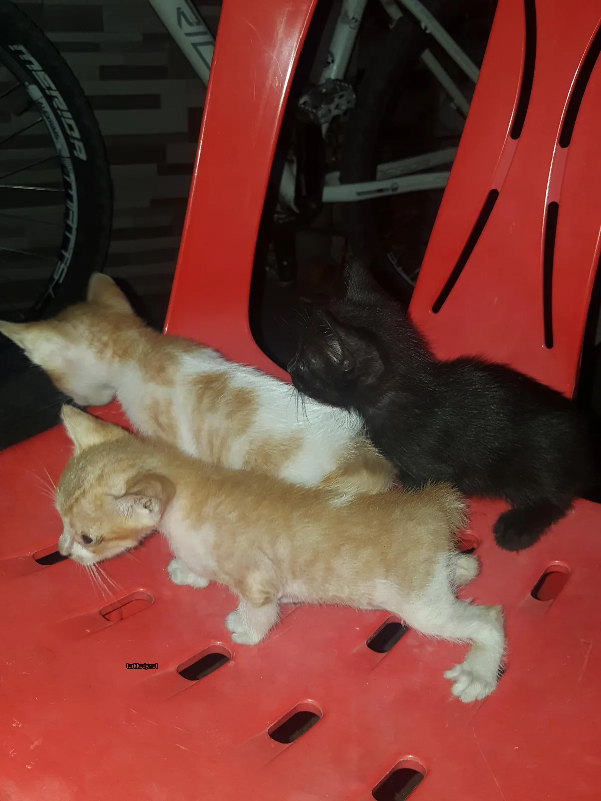 Kedi #3496