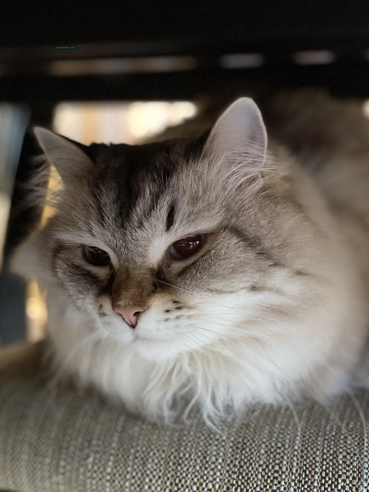 Kedi #3500