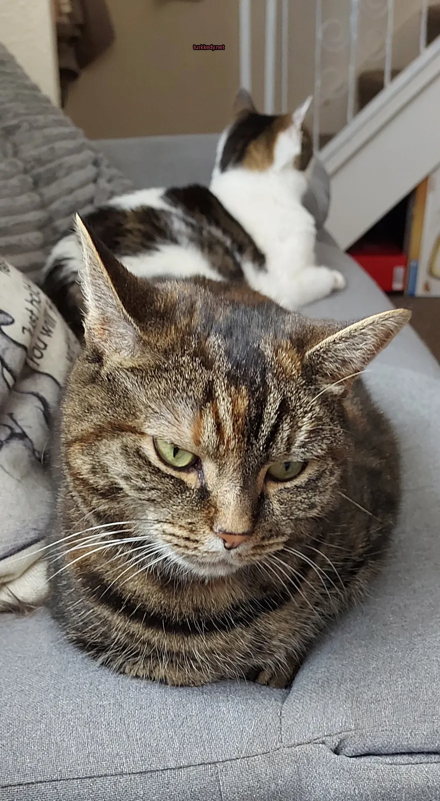 Kedi #3497