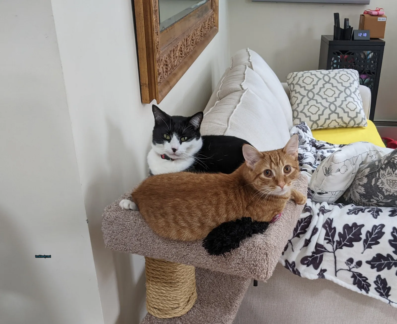 Kedi #3498
