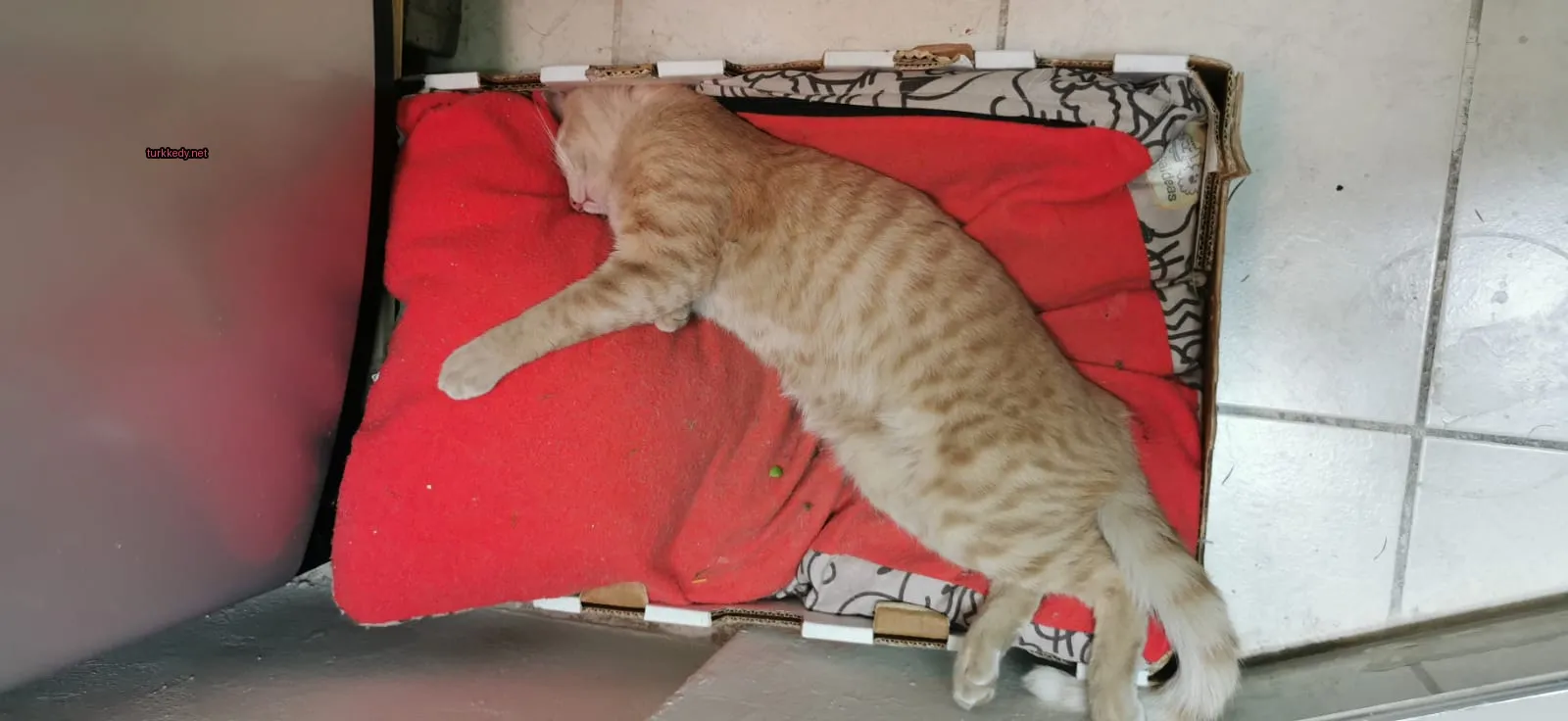 Kedi #3499