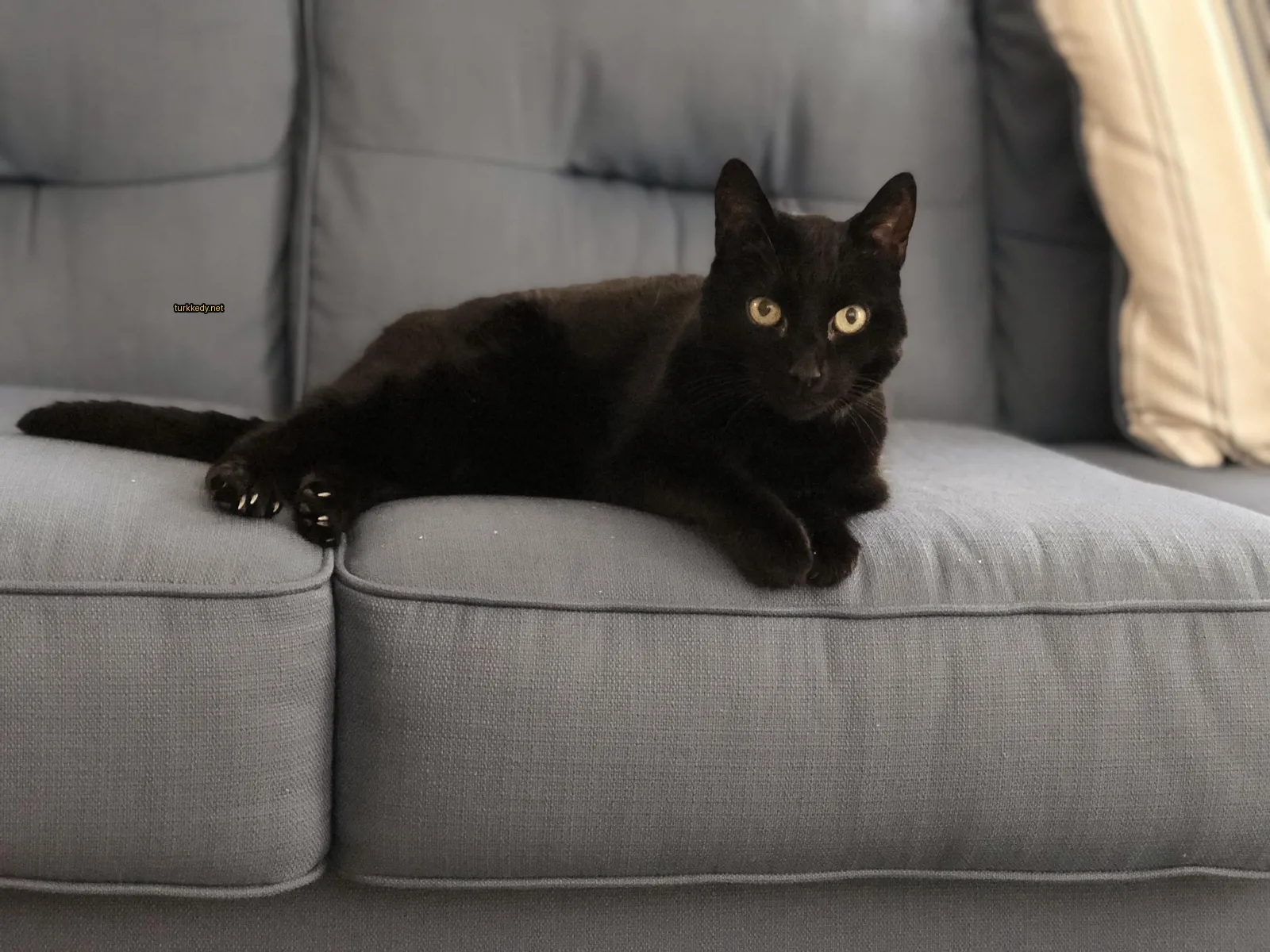 Kedi fotoğrafı #3501