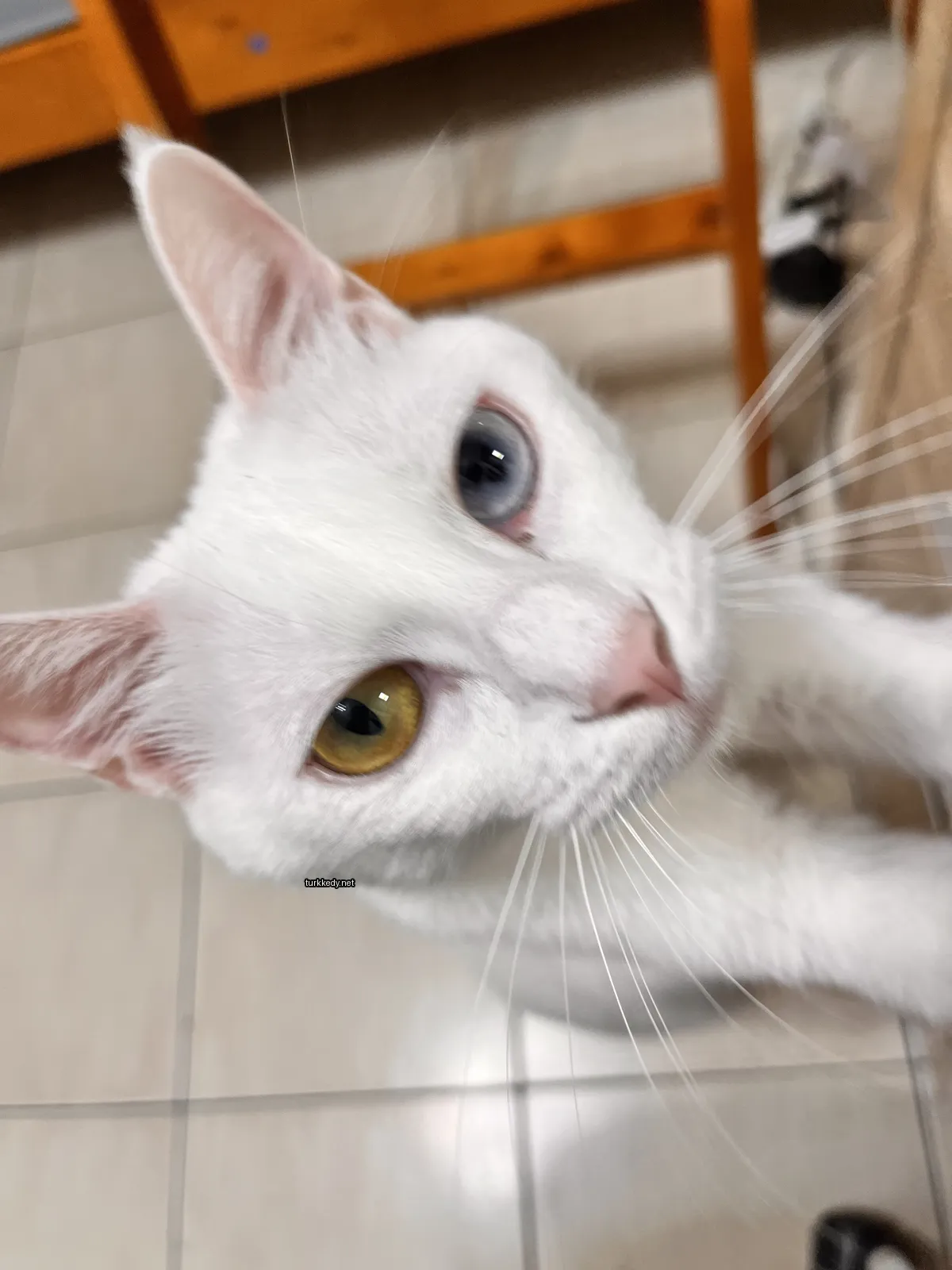 Kedi #3503