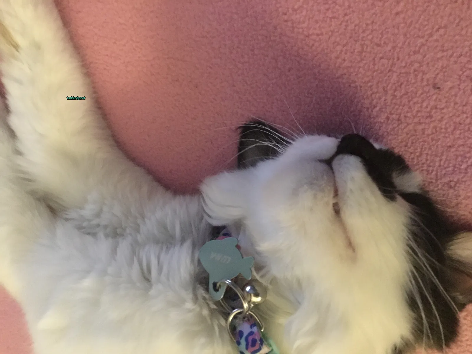 Kedi #3502