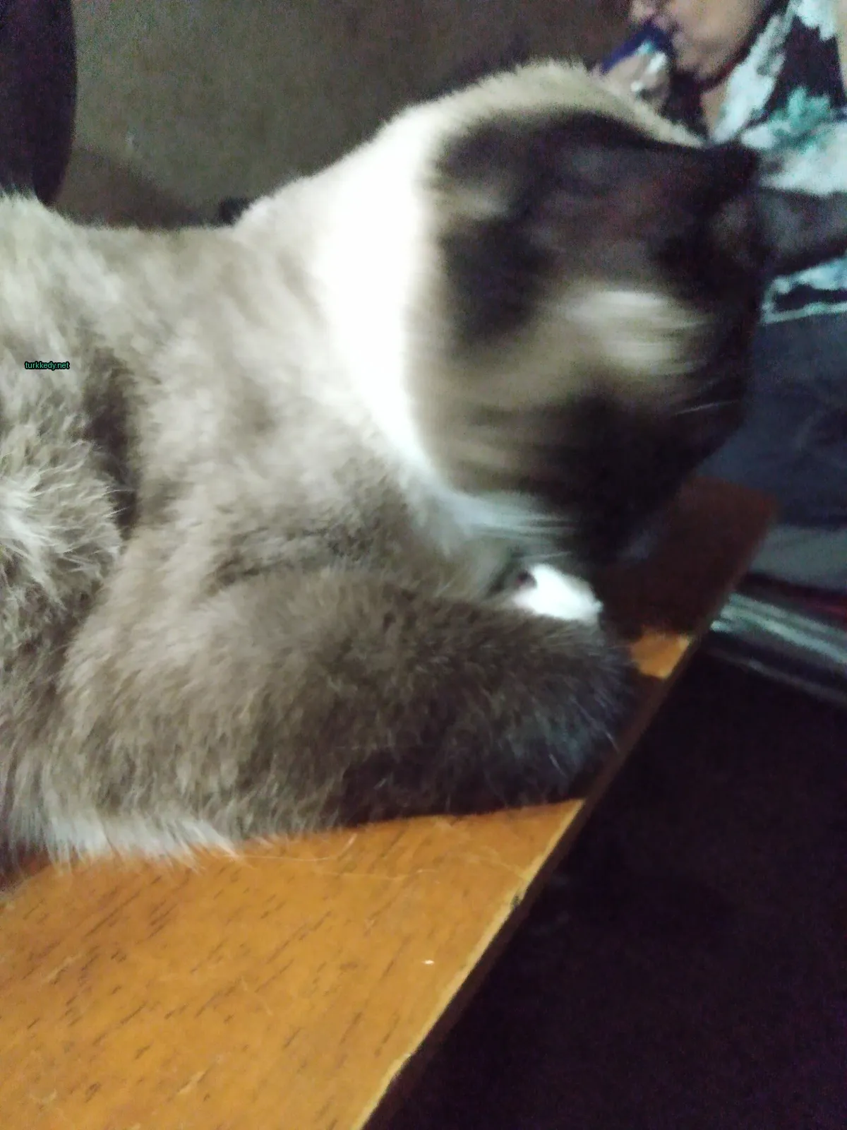 Kedi #3504
