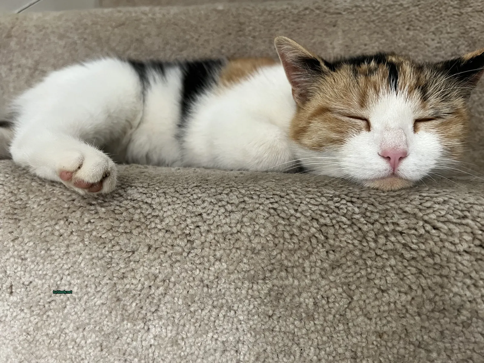 Kedi #3506