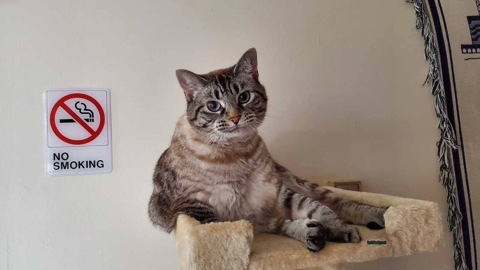 Kedi #3505