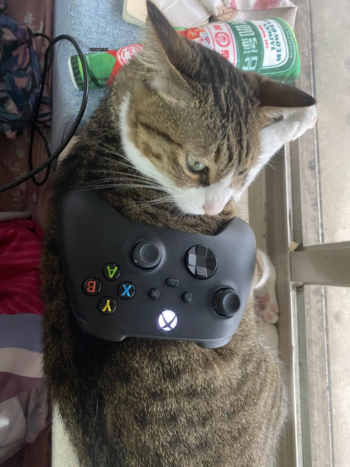 Kedi fotoğrafı #3510