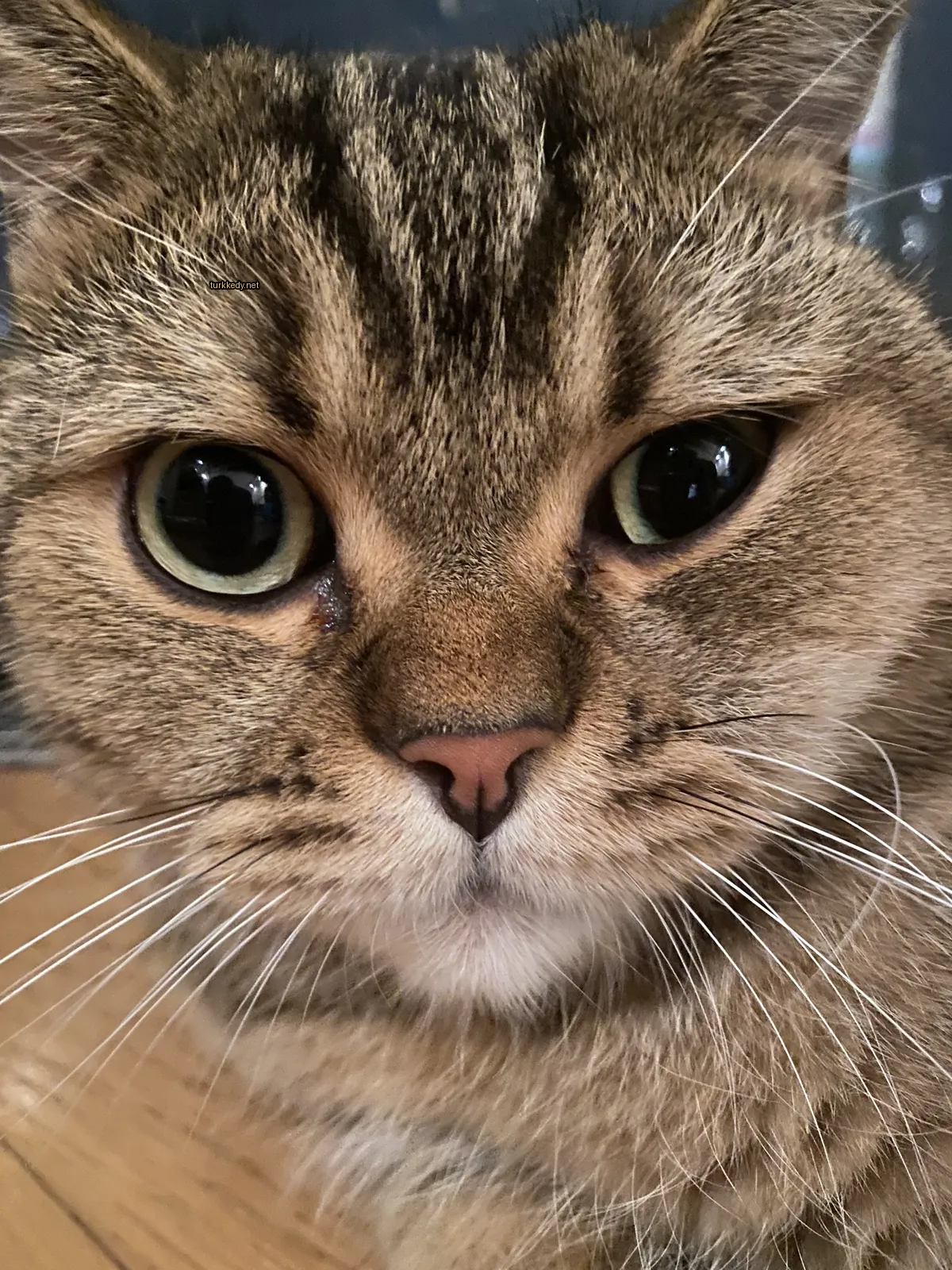 Kedi #3507