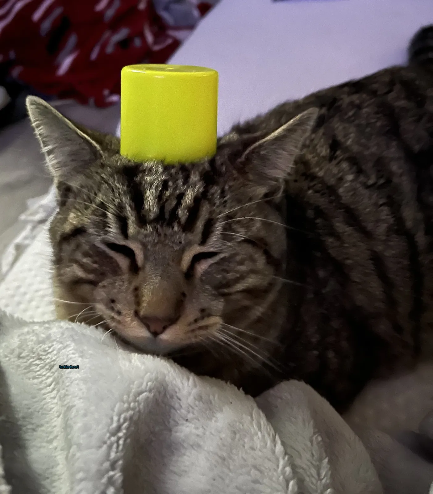 Kedi #3508