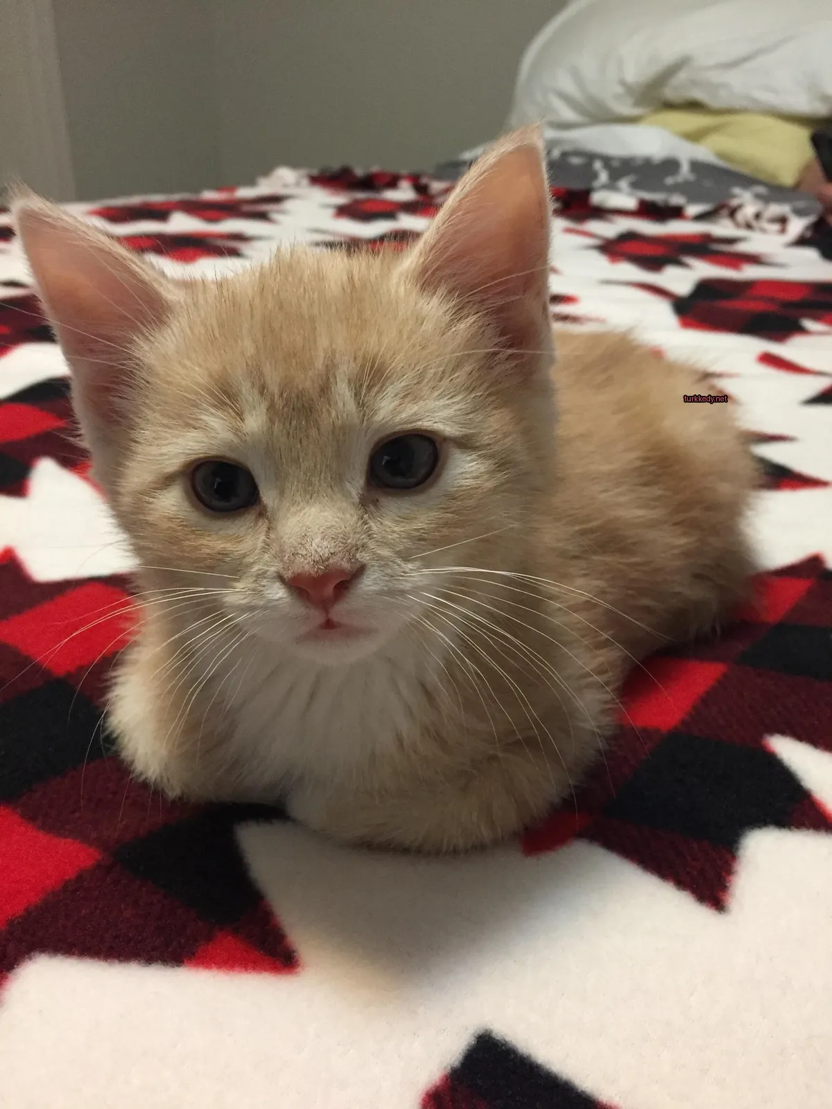 Kedi #3509