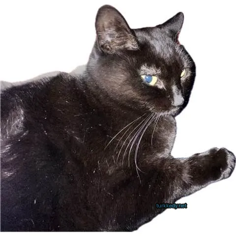 Kedi #3511