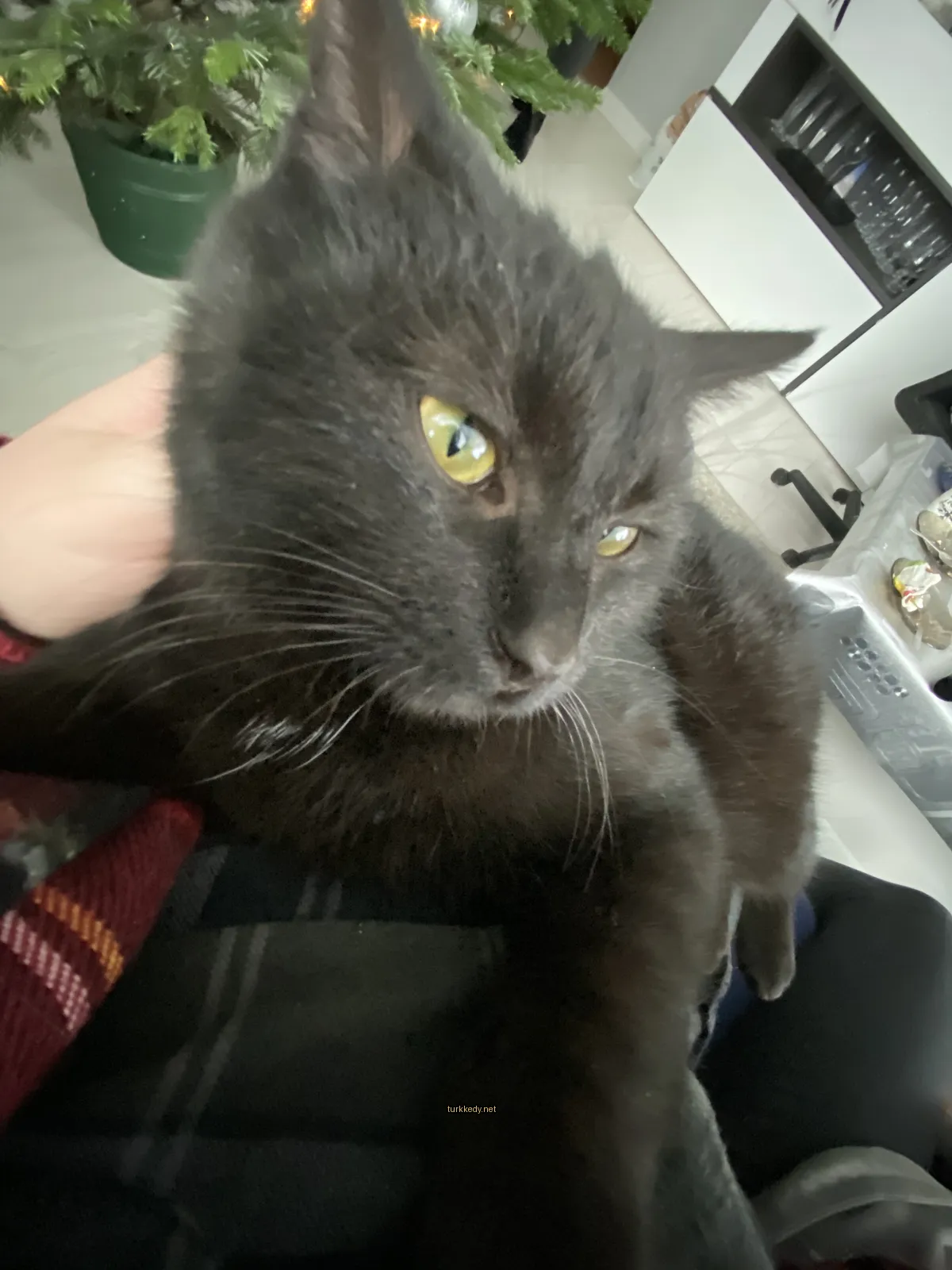 Kedi #3513