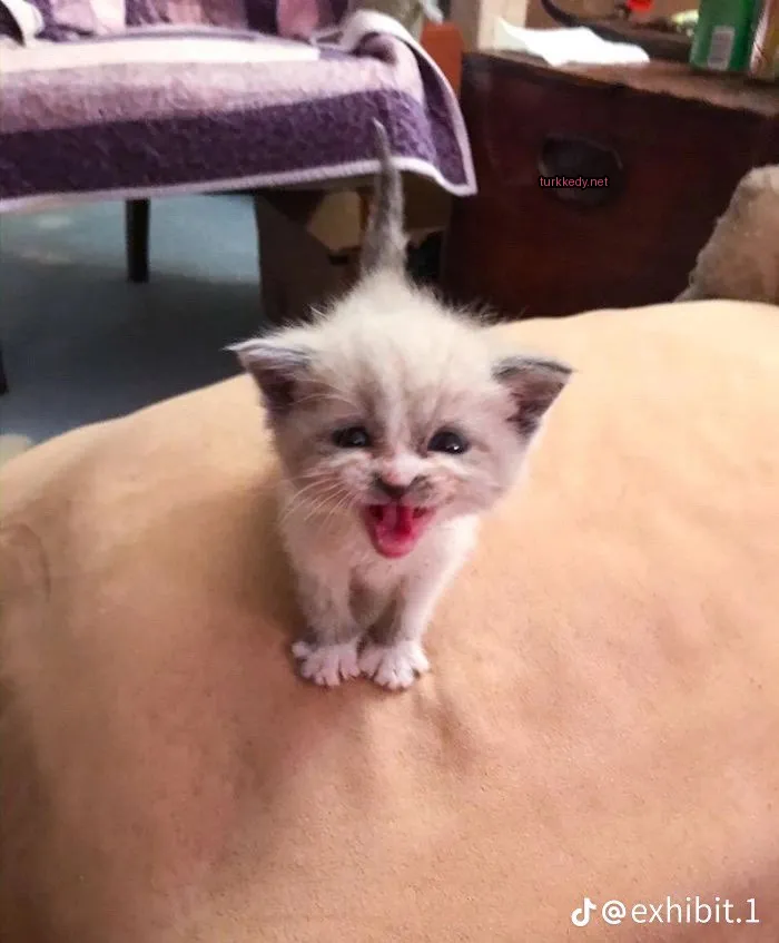 Kedi #3512