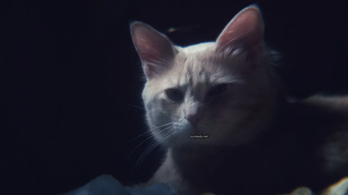 Kedi #3514