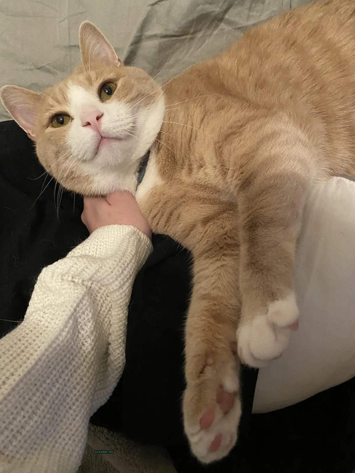 Kedi #3515