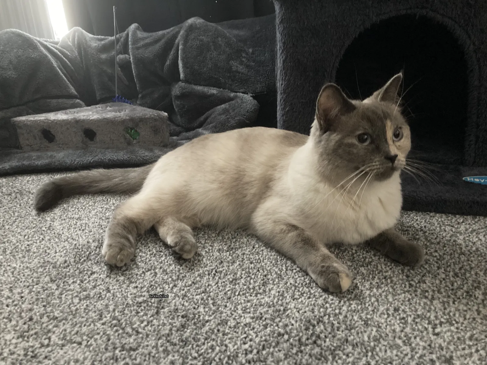 Kedi #3516