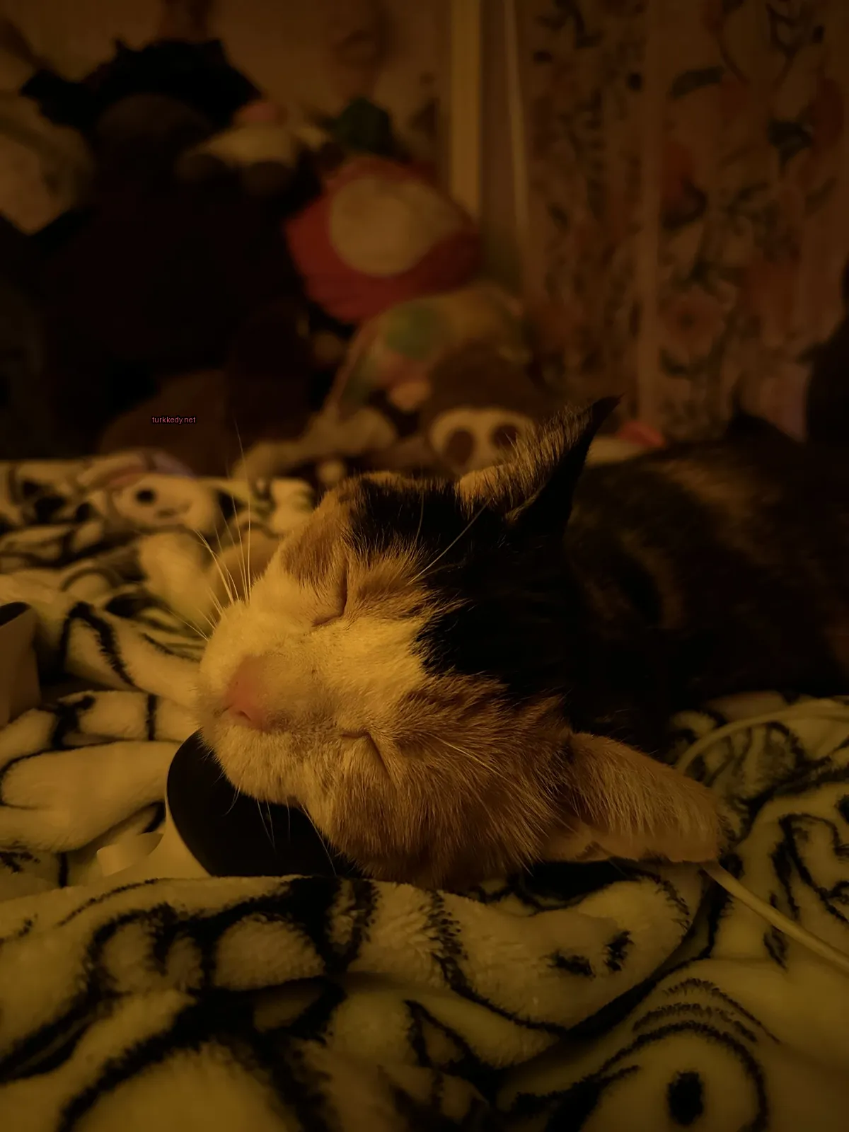 Kedi #3517