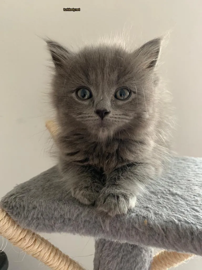 Kedi #3518