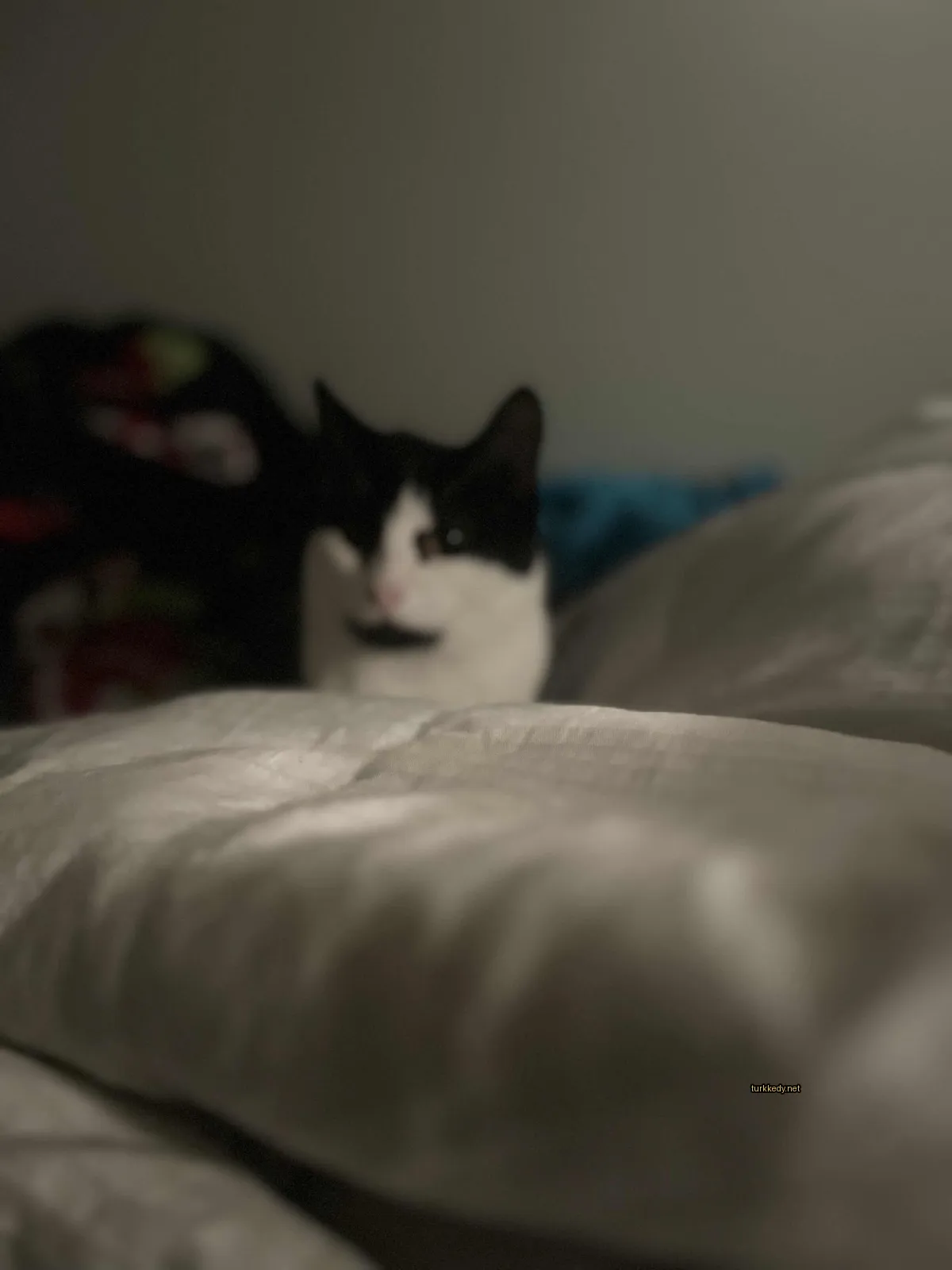 Kedi #3520