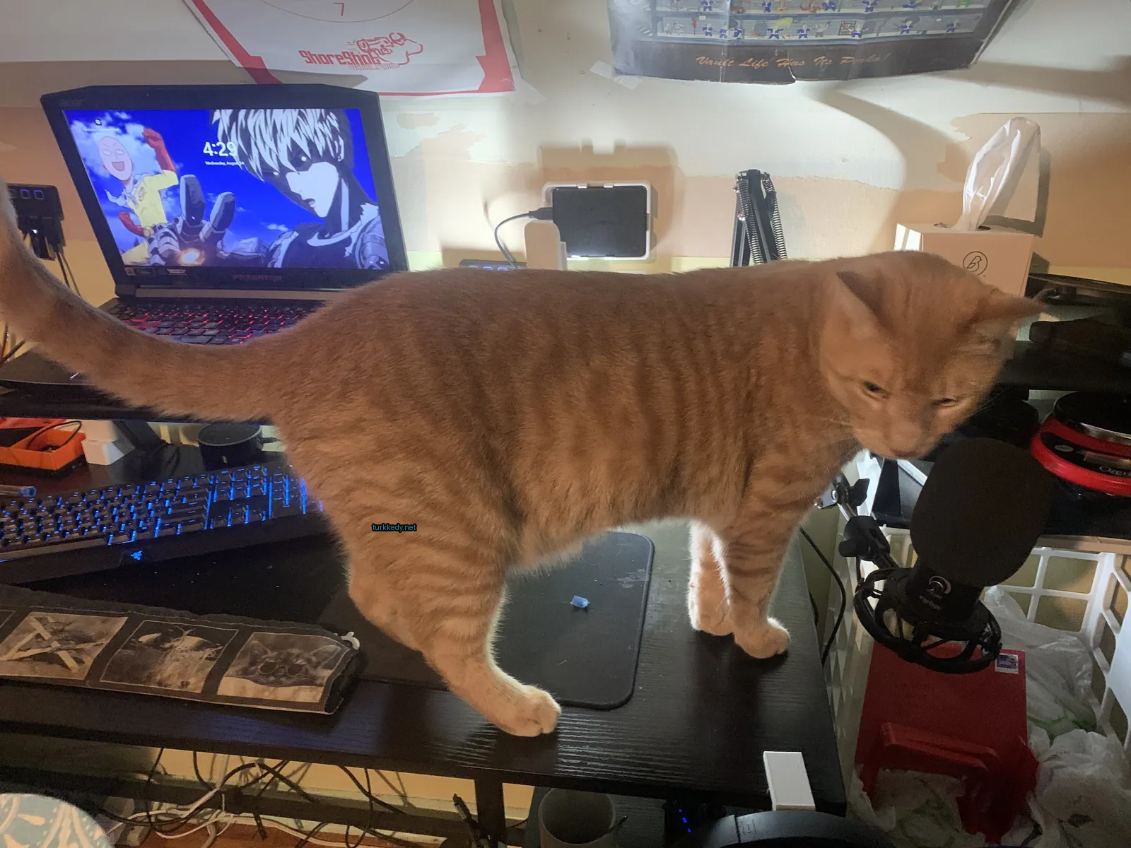 Kedi #3519