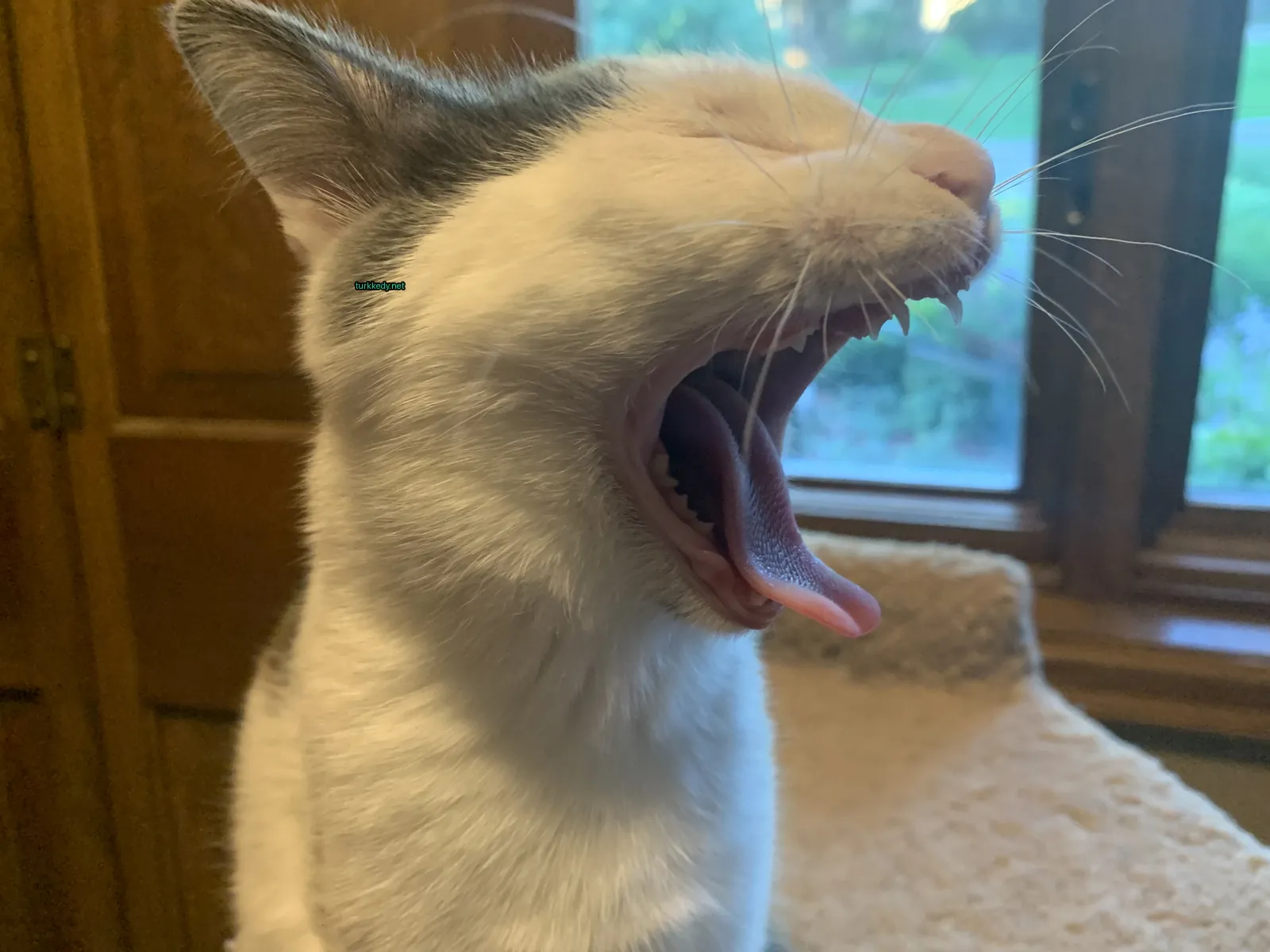Kedi #3521