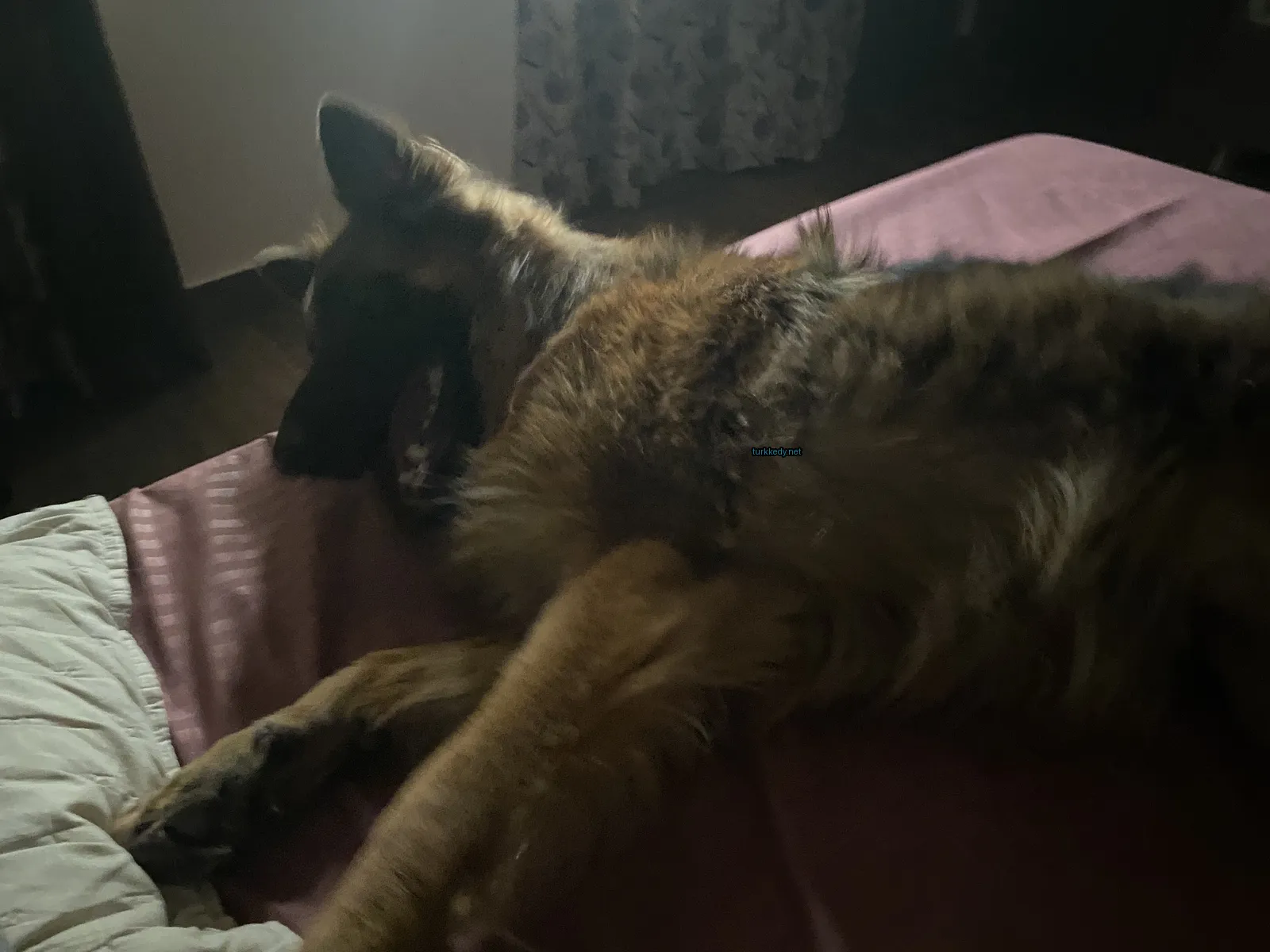Kedi fotoğrafı #3522