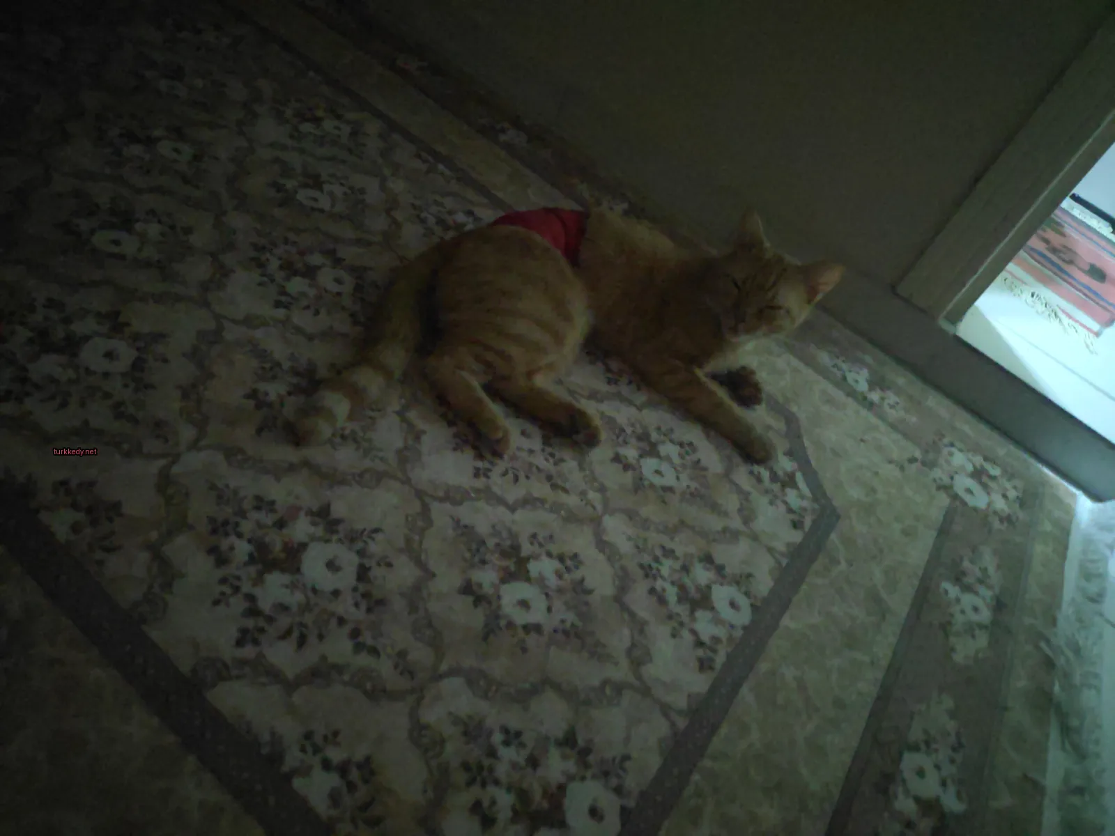 Kedi #3523